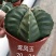 仙人球各种花类多头缀化