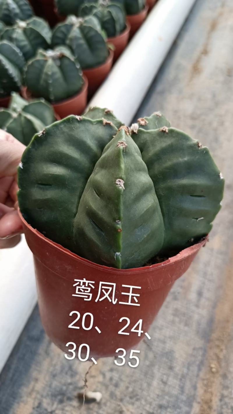 仙人球各种花类多头缀化