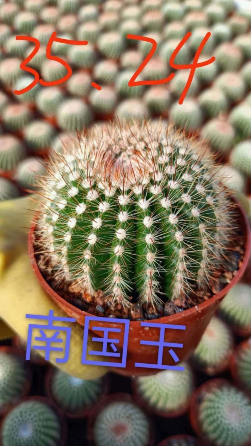 仙人球各种花类多头缀化