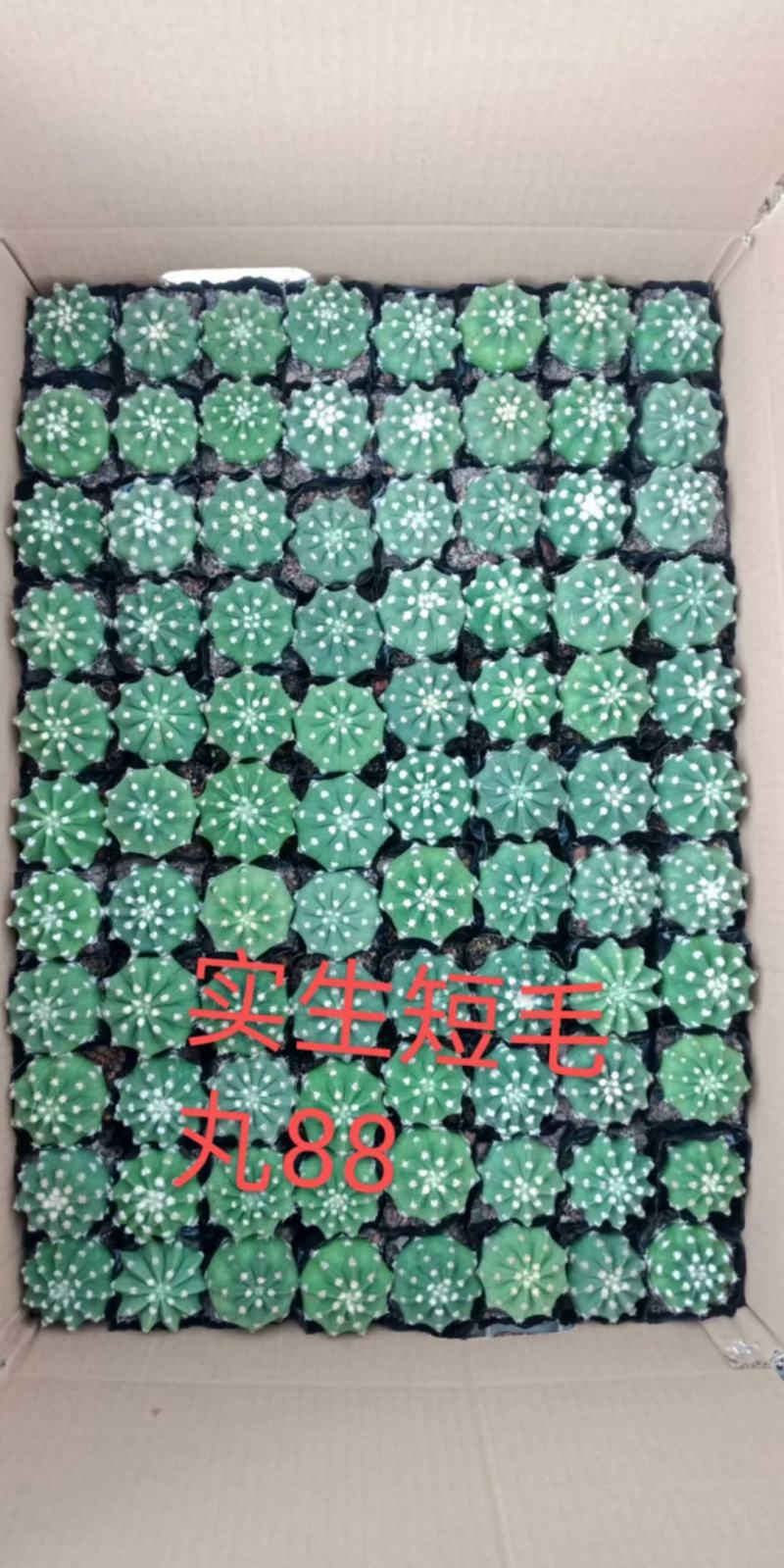 仙人球各种花类多头缀化