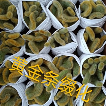 仙人球各种花类多头缀化