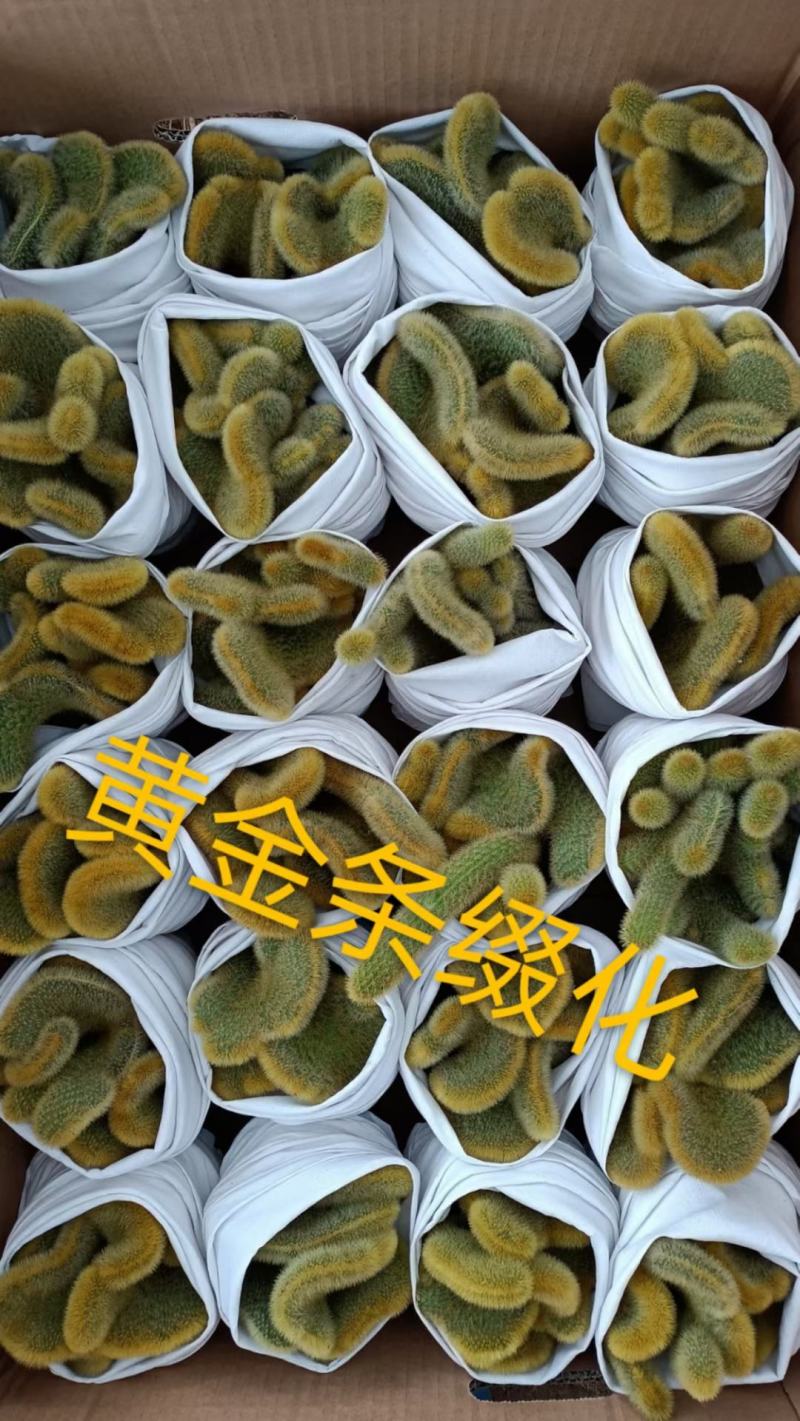 仙人球各种花类多头缀化