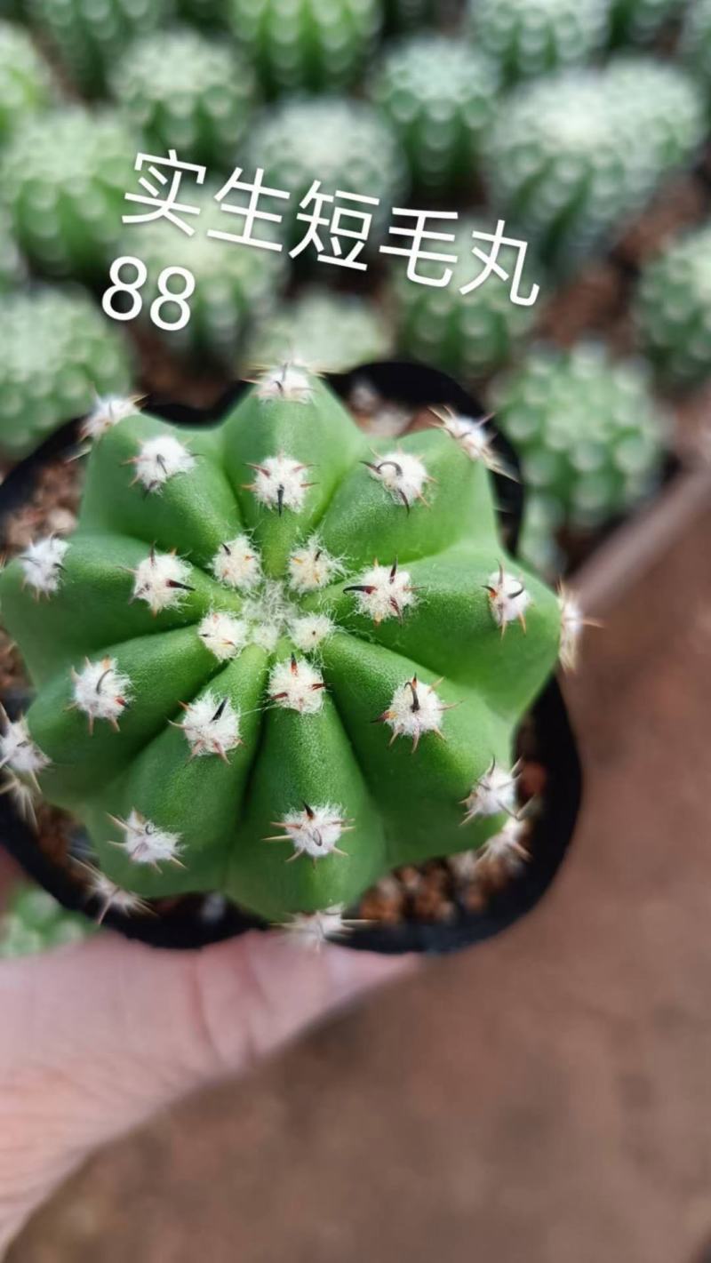 仙人球各种花类多头缀化