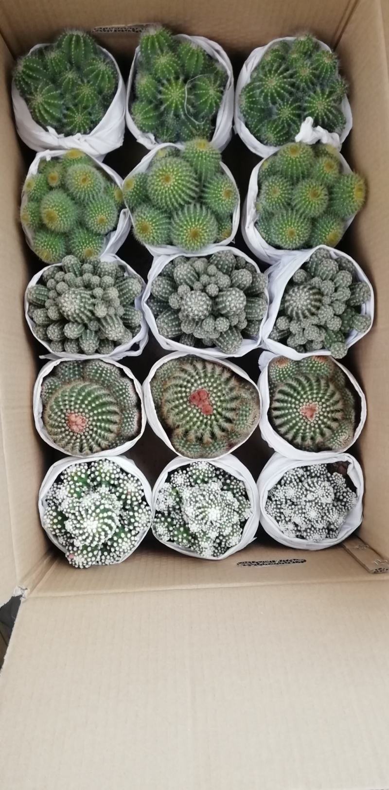 仙人球各种花类多头缀化