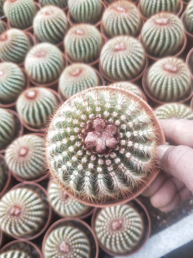 仙人球各种花类多头缀化