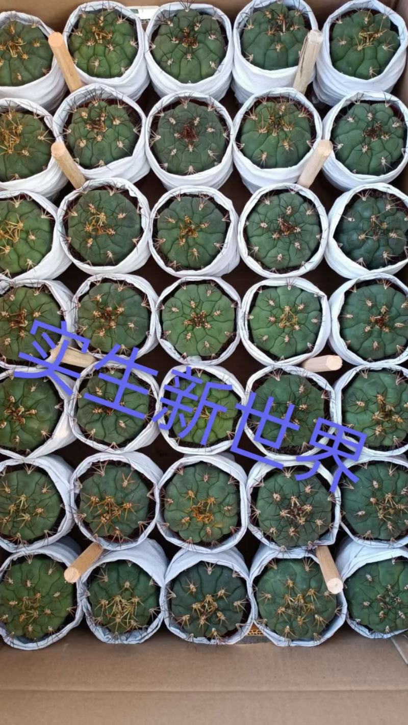 仙人球各种花类多头缀化