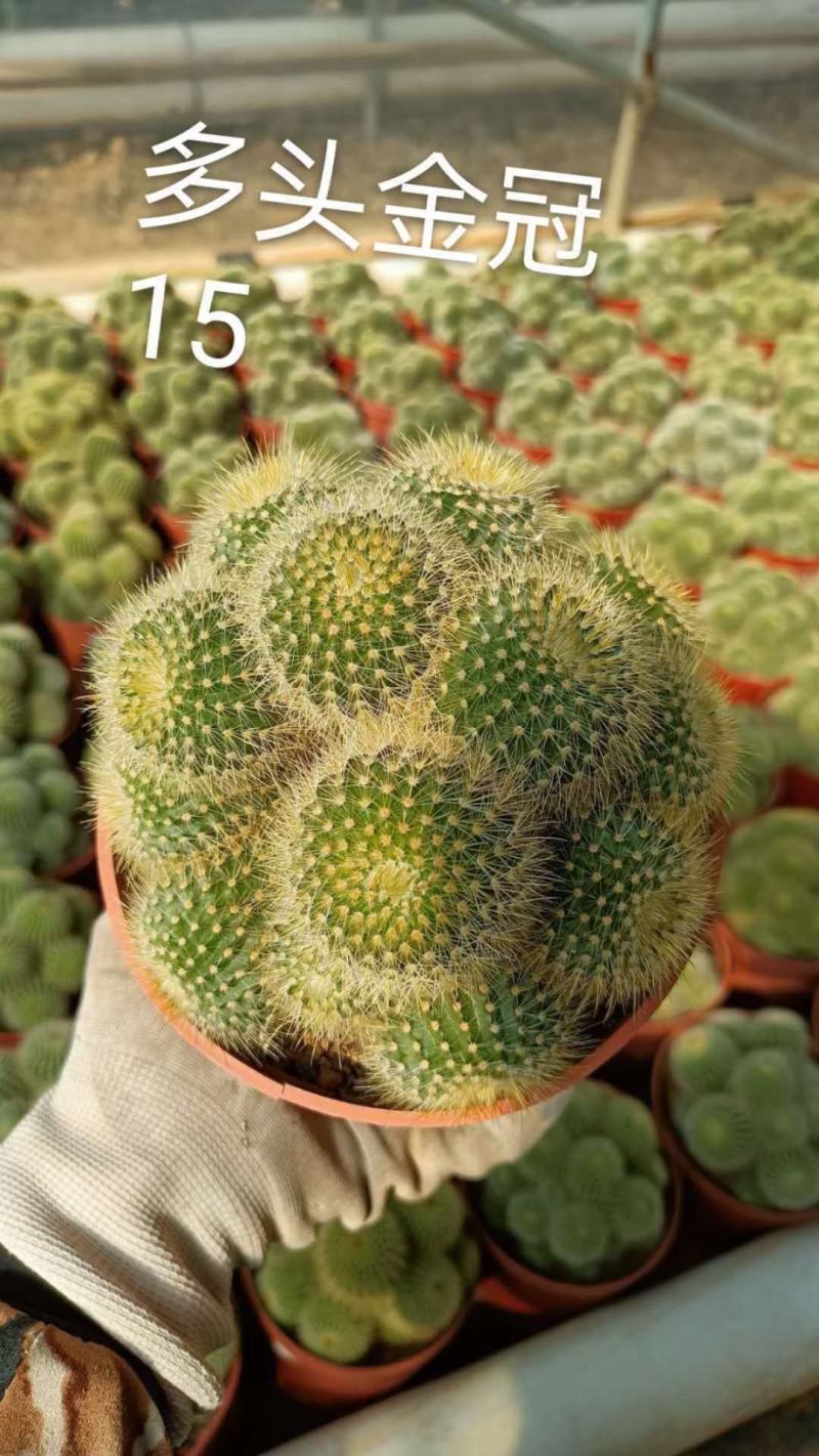 仙人球各种花类多头缀化