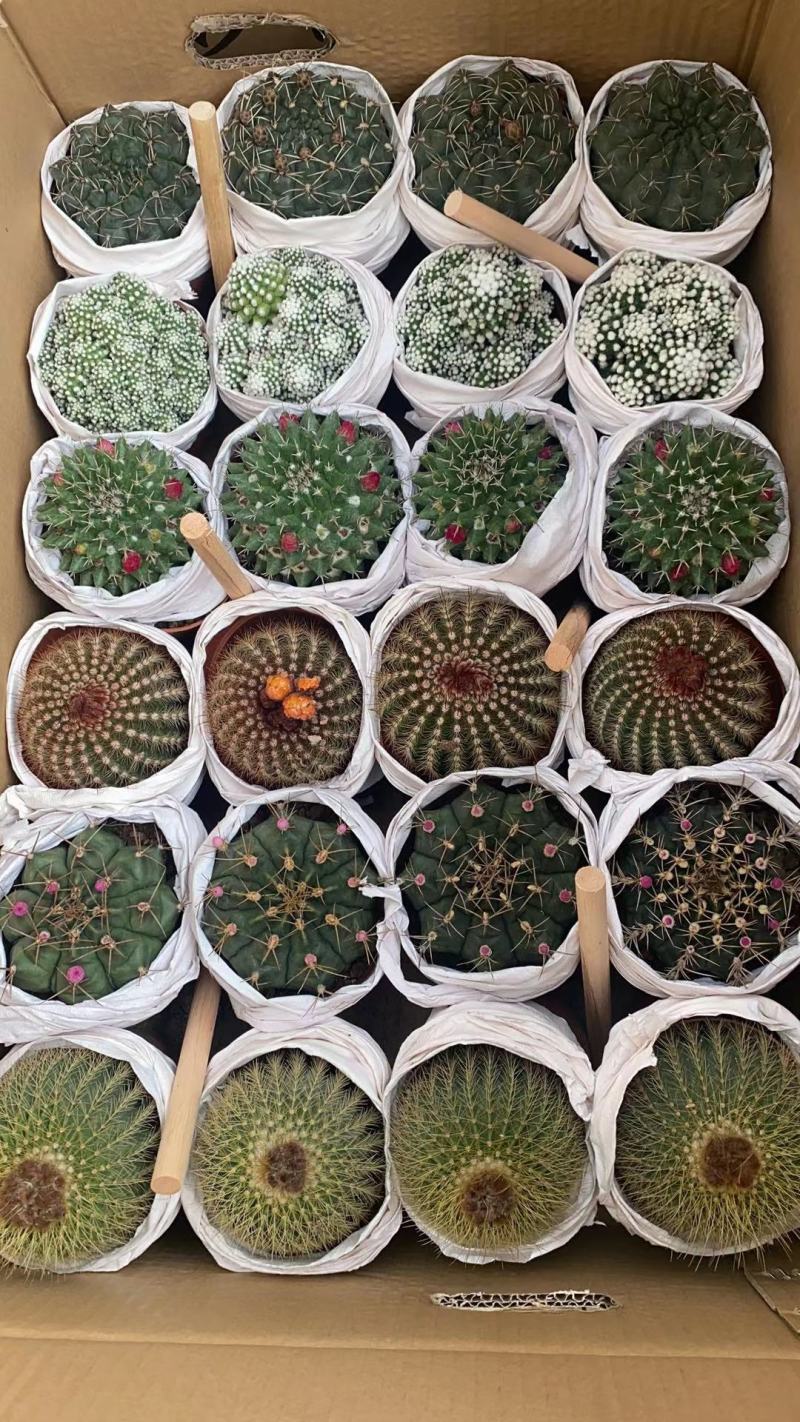 仙人球各种花类多头缀化