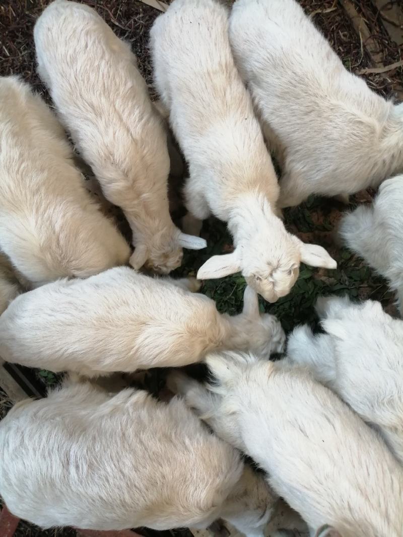 活体，小羊羔，半年羊，母子羊，孕羊，出奶羊，价格便宜，