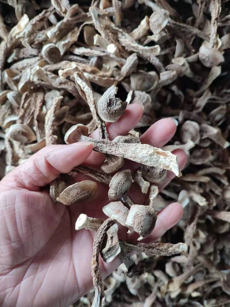鹿茸菌鹿茸菇无硫酸只发新货古田食用菌之都产地发货