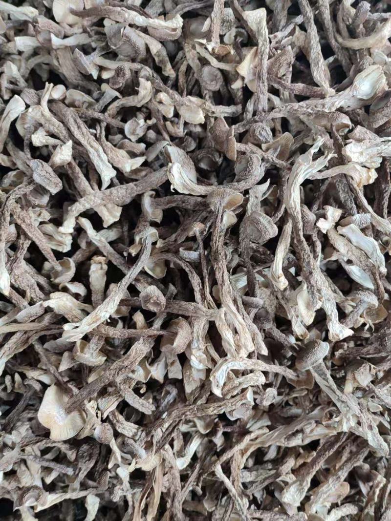 鹿茸菌鹿茸菇无硫酸只发新货古田食用菌之都产地发货