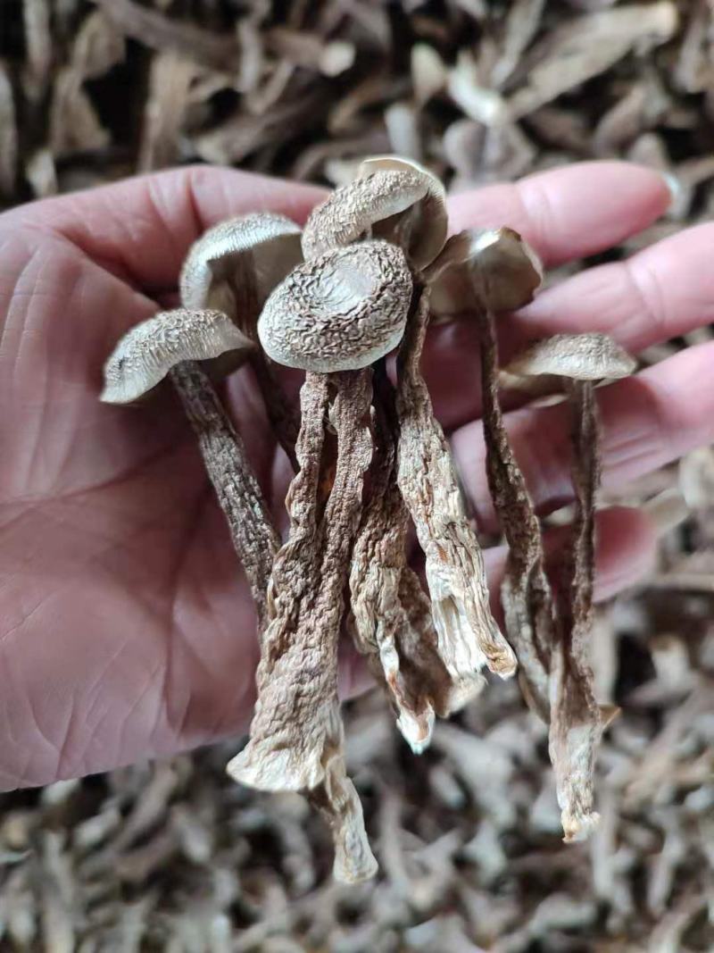 鹿茸菌鹿茸菇无硫酸只发新货古田食用菌之都产地发货