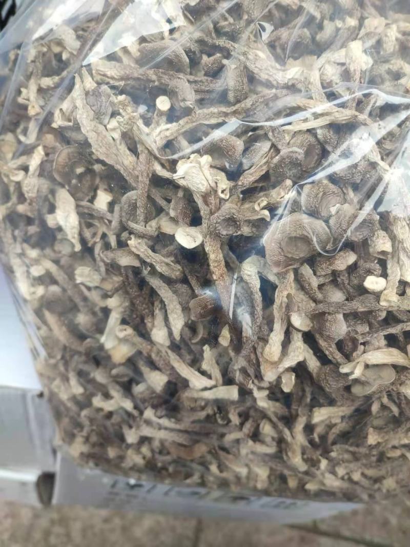 鹿茸菌鹿茸菇无硫酸只发新货古田食用菌之都产地发货