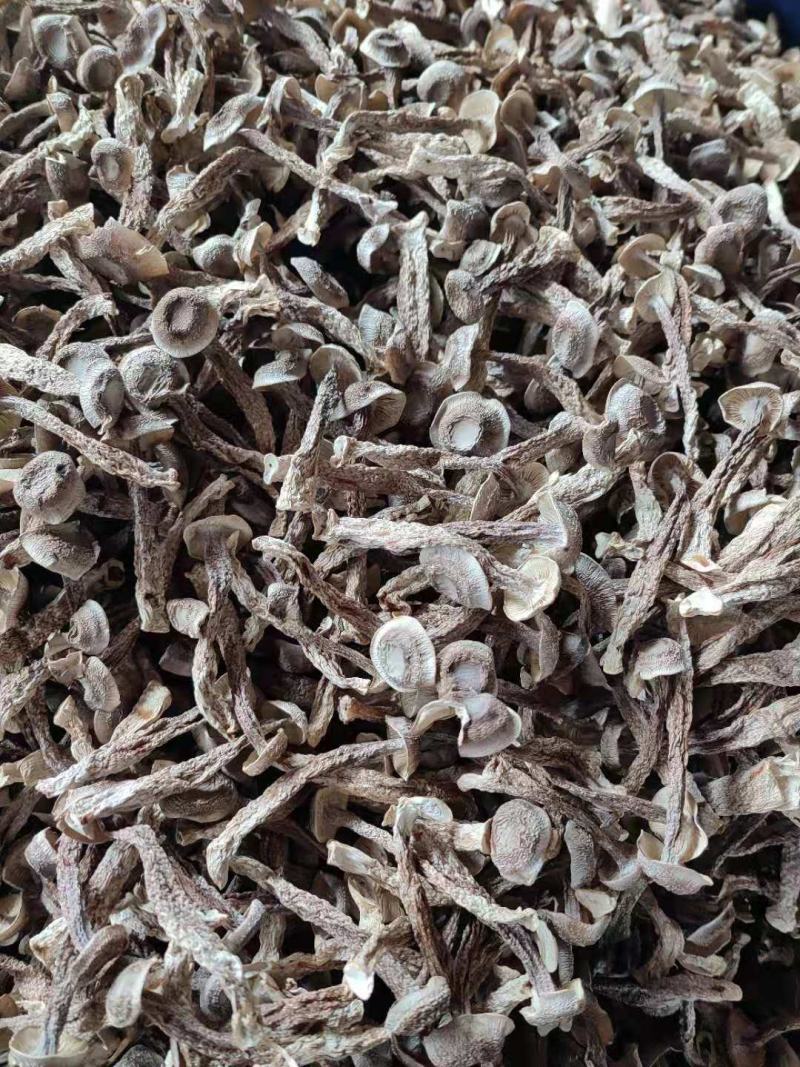 鹿茸菌鹿茸菇无硫酸只发新货古田食用菌之都产地发货