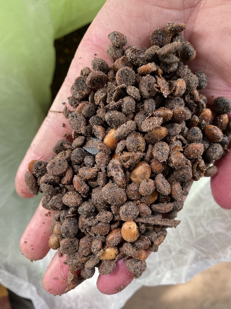 【厂里直销】生物有机肥发酵大豆生物菌腐熟肥料菌肥