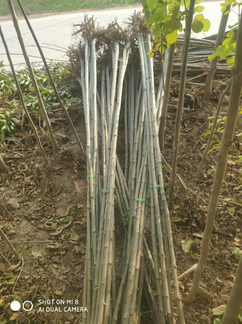 白蜡苗2至4公分，根系发达，树杆直，现挖现发