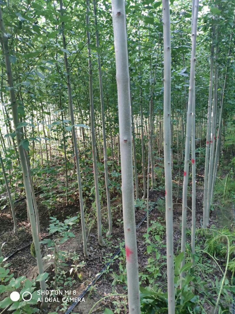 白蜡苗2至4公分，根系发达，树杆直，现挖现发