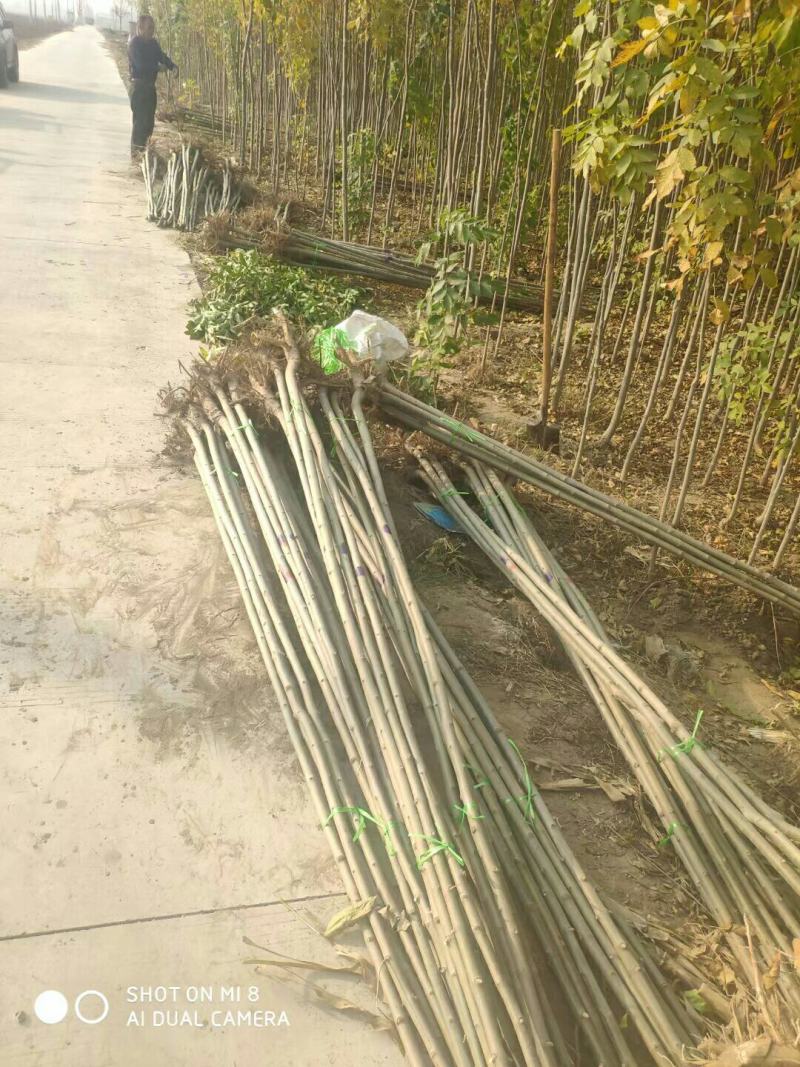 白蜡苗2至4公分，根系发达，树杆直，现挖现发
