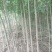 白蜡苗2至4公分，根系发达，树杆直，现挖现发