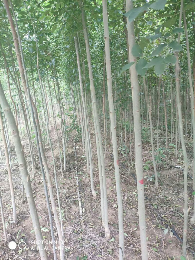 白蜡苗2至4公分，根系发达，树杆直，现挖现发