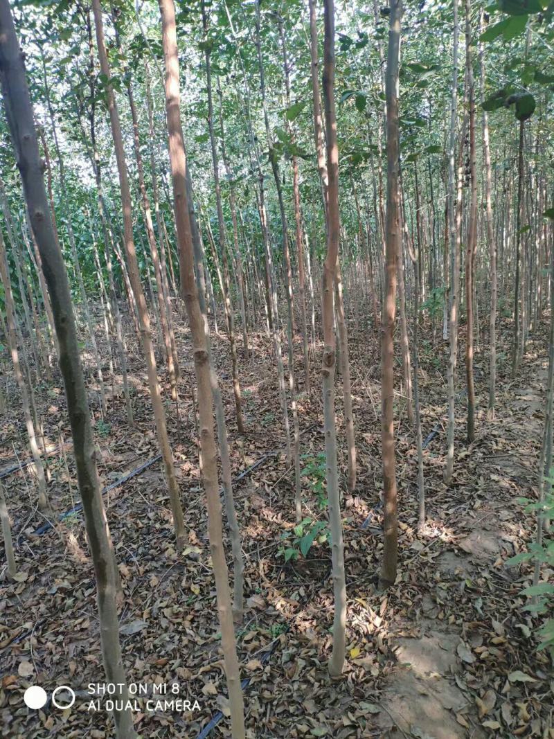 白蜡苗2至4公分，根系发达，树杆直，现挖现发