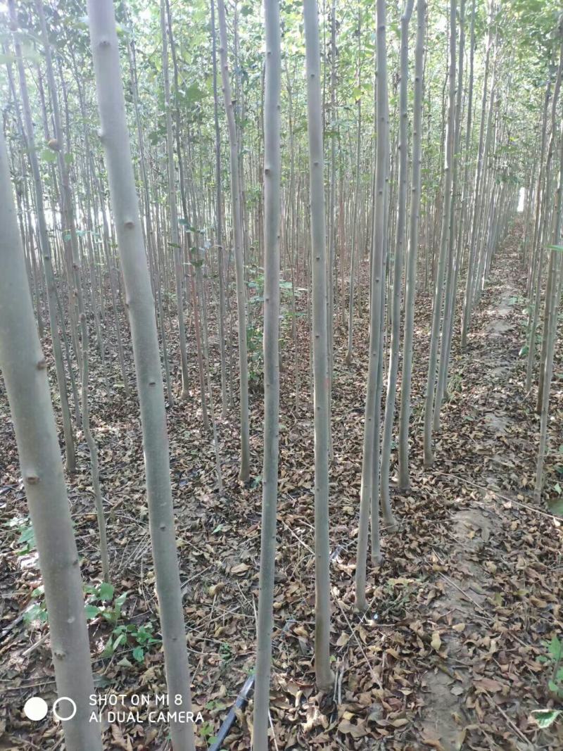 白蜡苗2至4公分，根系发达，树杆直，现挖现发