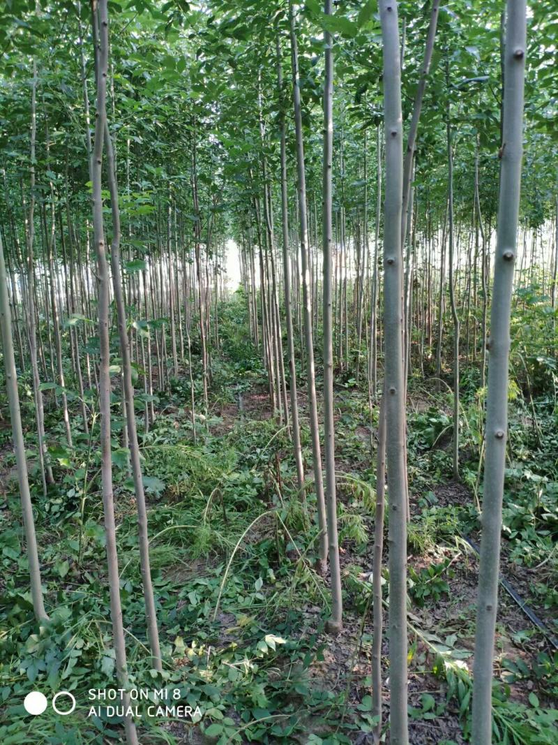 白蜡苗2至4公分，根系发达，树杆直，现挖现发