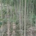 白蜡苗2至4公分，根系发达，树杆直，现挖现发