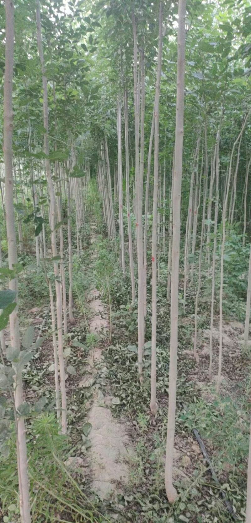 白蜡苗2至4公分，根系发达，树杆直，现挖现发