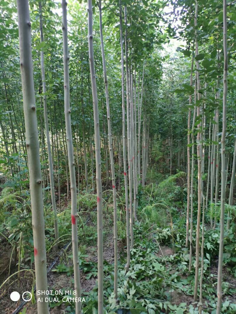 白蜡苗2至4公分，根系发达，树杆直，现挖现发