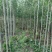 白蜡苗2至4公分，根系发达，树杆直，现挖现发