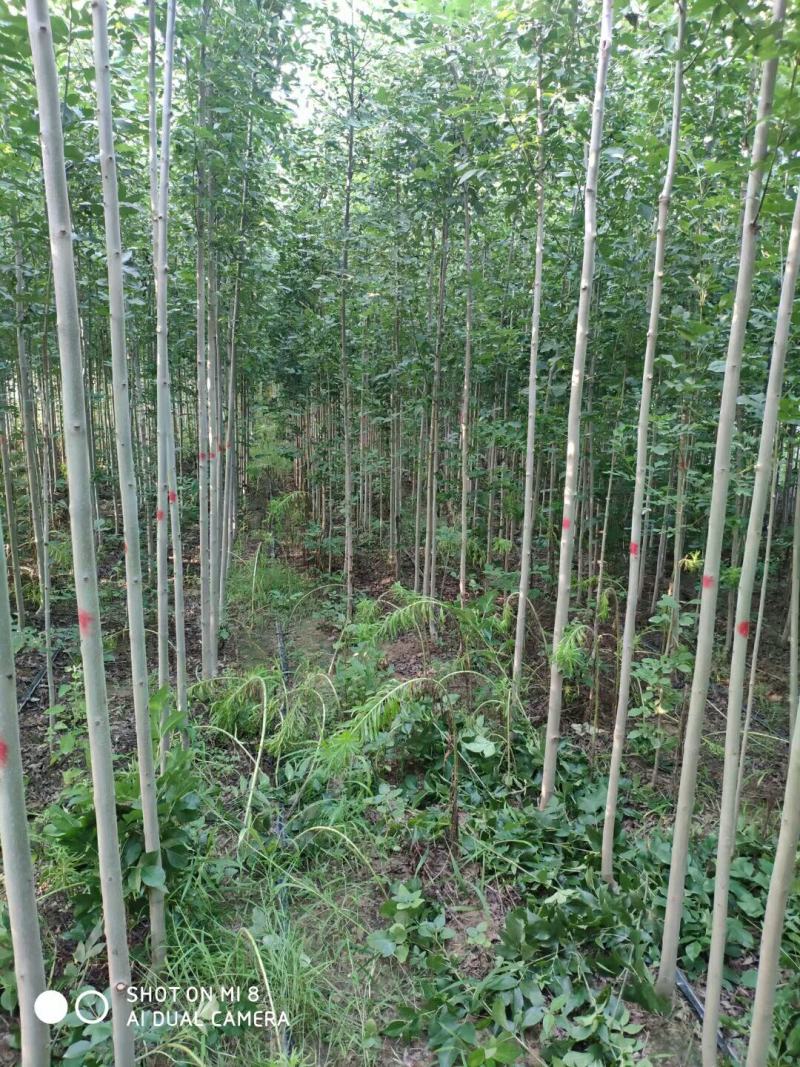 白蜡苗2至4公分，根系发达，树杆直，现挖现发