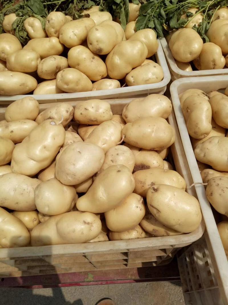 荷兰土豆，山东土豆批发，黄皮黄心土豆全国发货