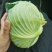 包菜，扁包菜1-2公斤精品懒运输，大量上市，欢迎采购