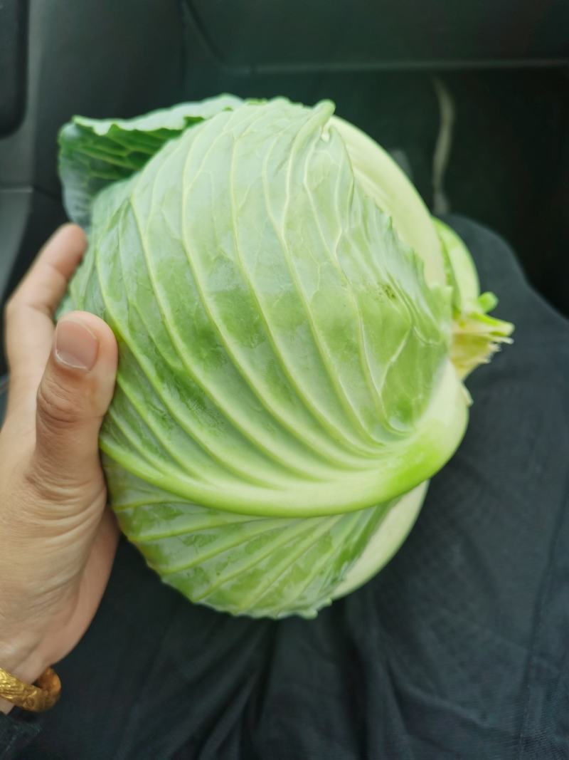 包菜，扁包菜1-2公斤精品懒运输，大量上市，欢迎采购