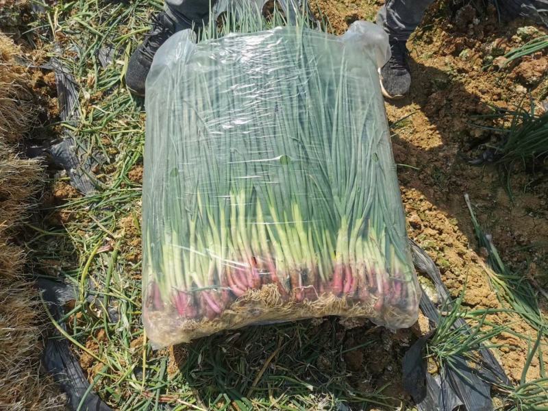 小葱红葱产地直供精品小葱货源充足，放心采购，要的联系