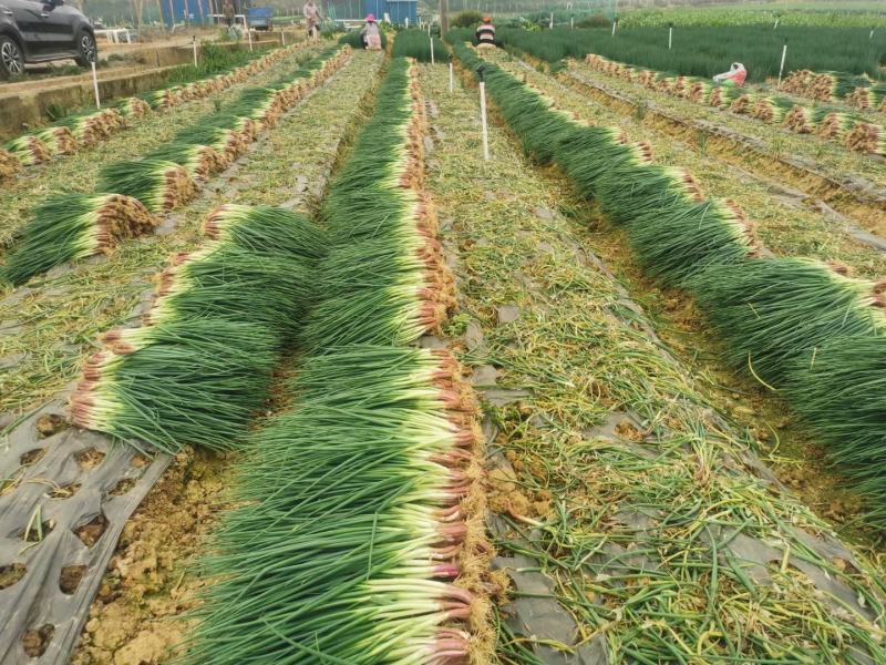 小葱红葱产地直供精品小葱货源充足，放心采购，要的联系