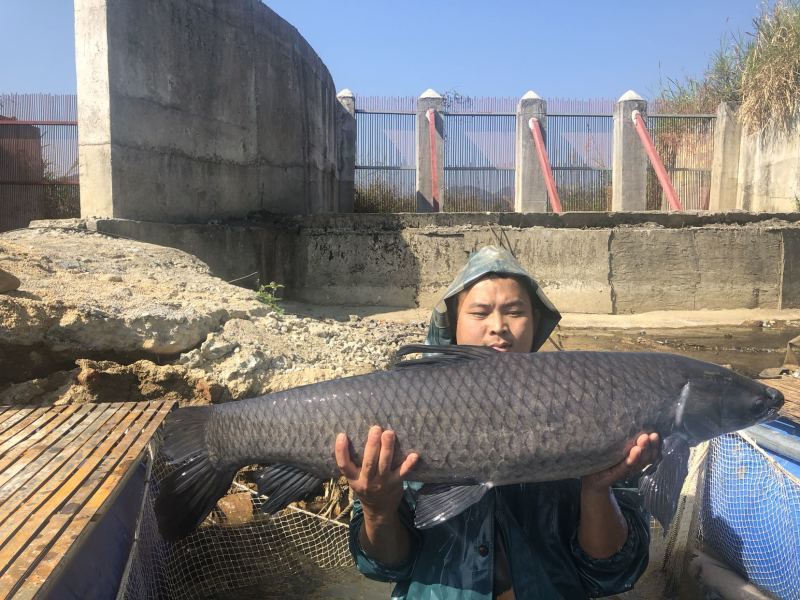 100万斤平25斤青鱼待售