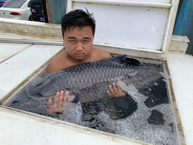 100万斤平25斤青鱼待售