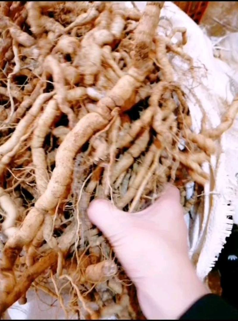 【优选】德庆高良鲜货巴戟天大薯长期供应