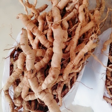 【优选】德庆高良鲜货巴戟天大薯长期供应