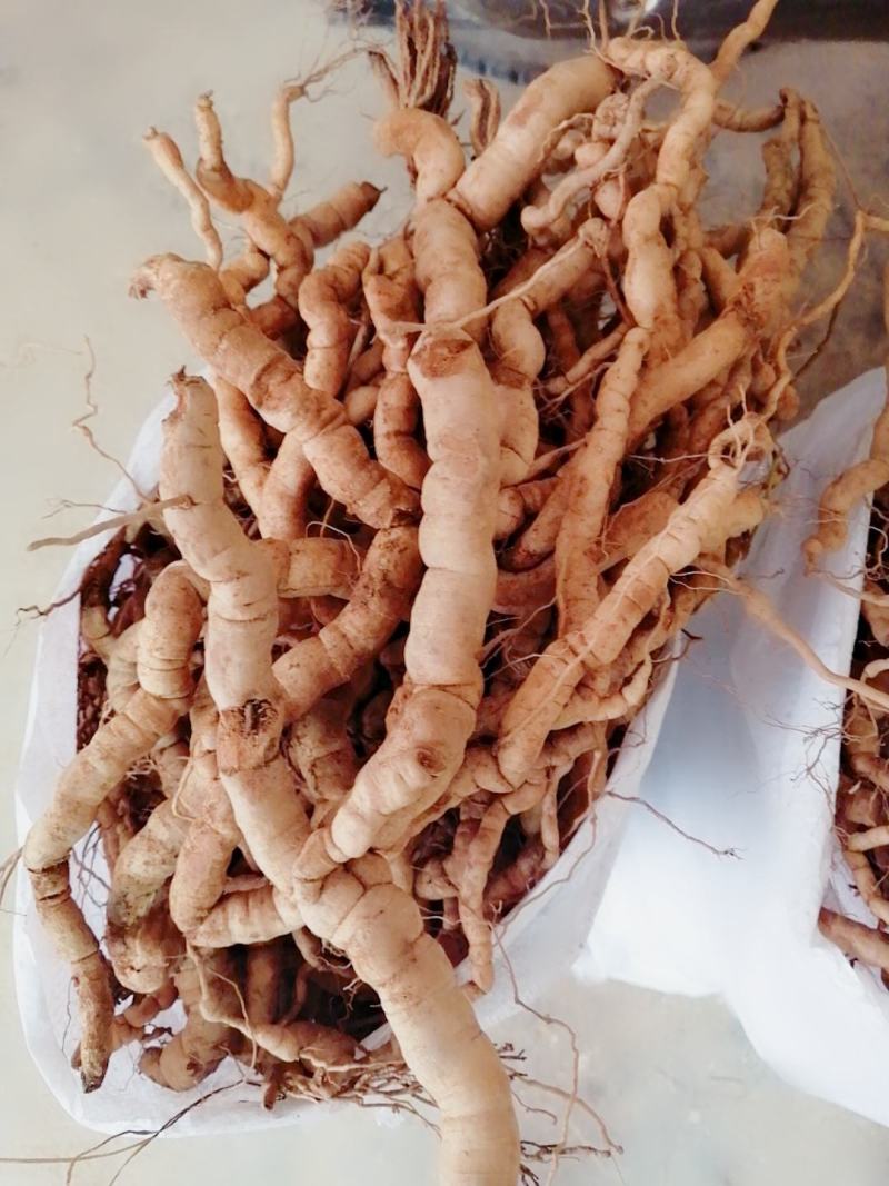 【优选】德庆高良鲜货巴戟天大薯长期供应