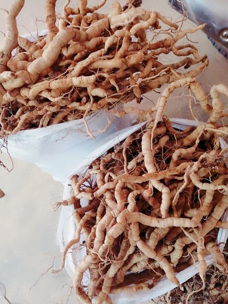 【优选】德庆高良鲜货巴戟天大薯长期供应