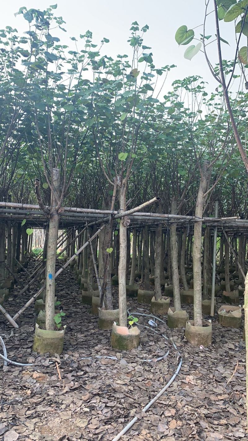 大量5-15公分黄槿出售中，货源充足。价格美丽。