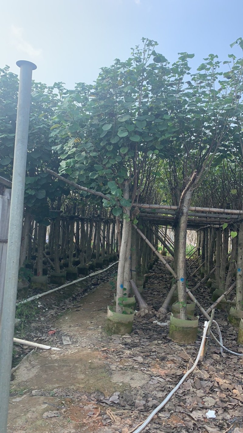 大量5-15公分黄槿出售中，货源充足。价格美丽。