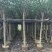 大量5-15公分黄槿出售中，货源充足。价格美丽。