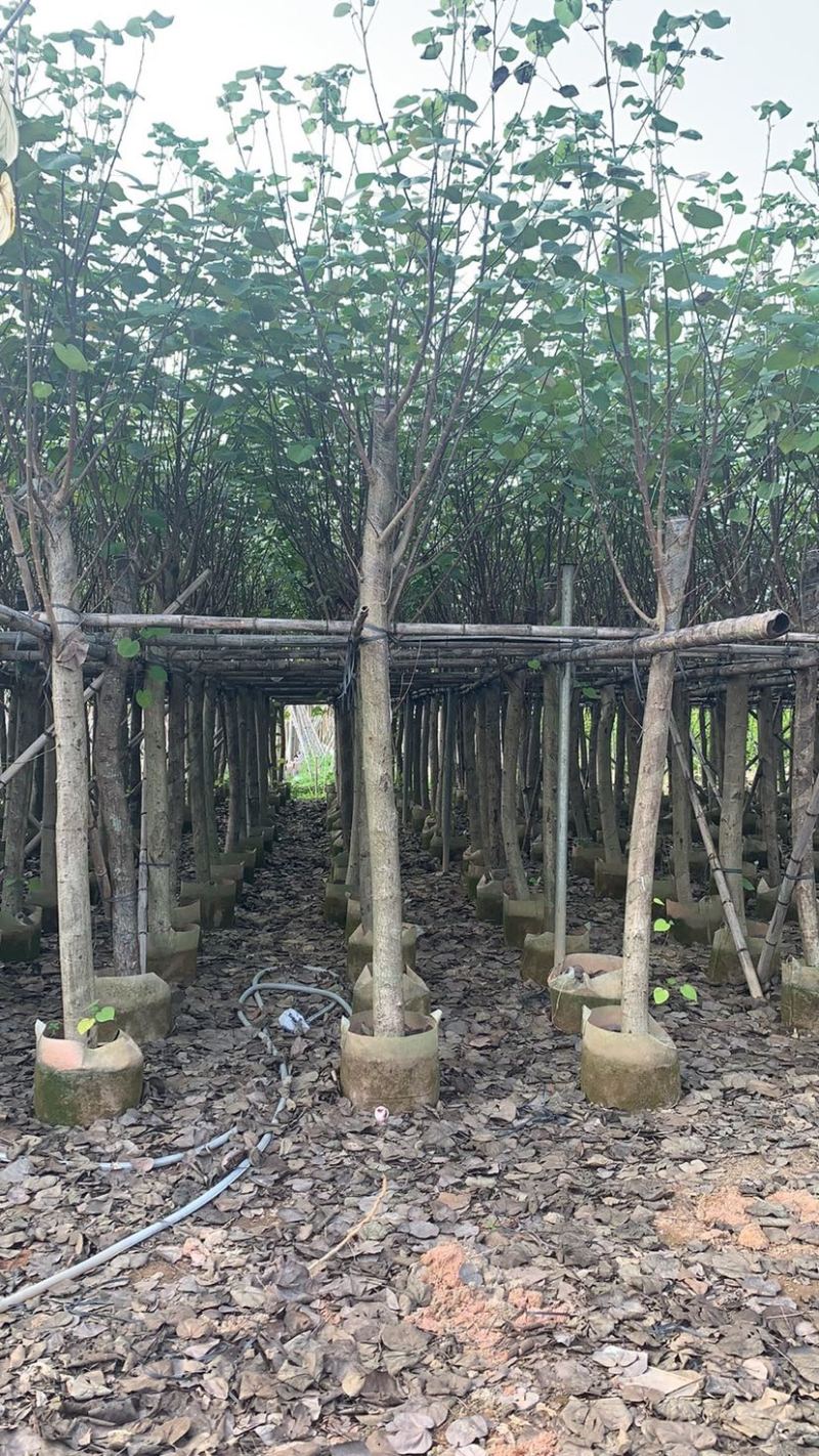 大量5-15公分黄槿出售中，货源充足。价格美丽。