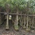 大量5-15公分黄槿出售中，货源充足。价格美丽。