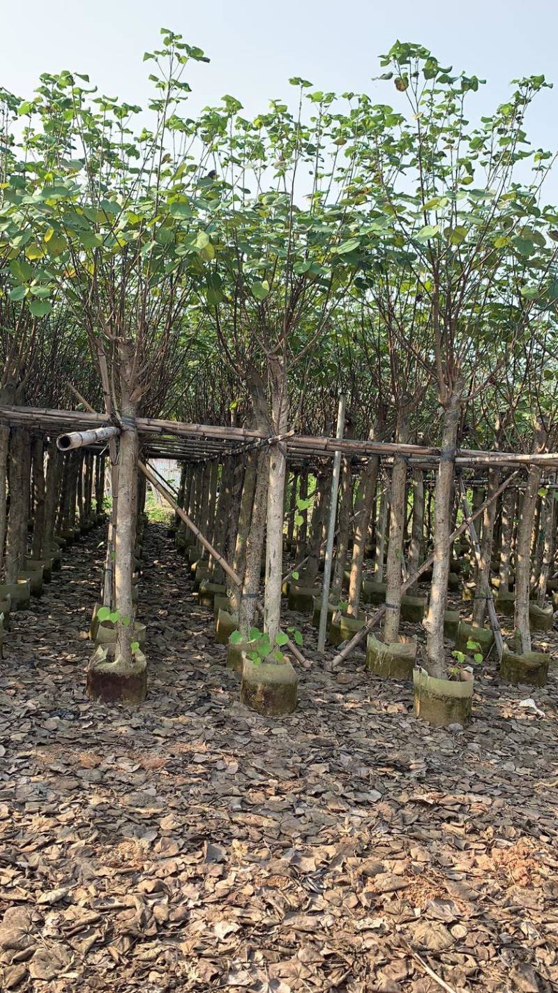 大量5-15公分黄槿出售中，货源充足。价格美丽。