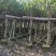 大量5-15公分黄槿出售中，货源充足。价格美丽。